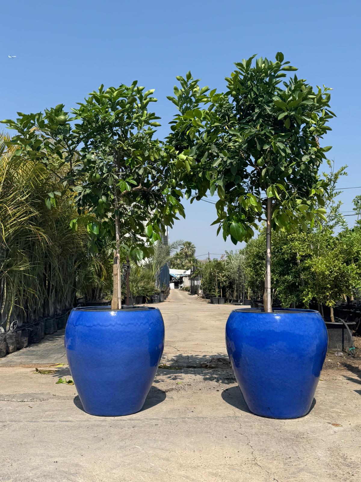 Duo de Pots d’Agrumes